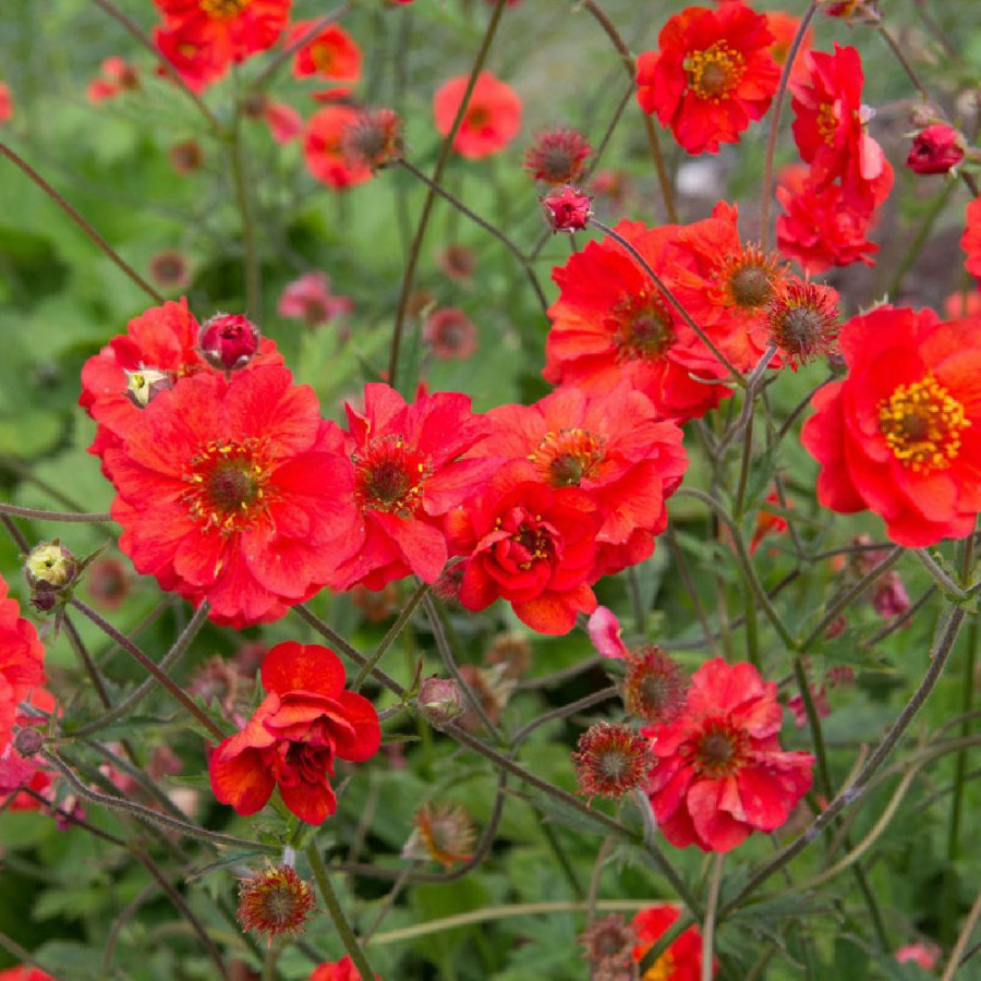 GEUM 'Fiery Tempest' (Tempest Series)