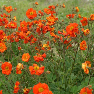 plantes-vivaces-geum-fire-opal-benoite-en-vente-pepiniere-lepage-