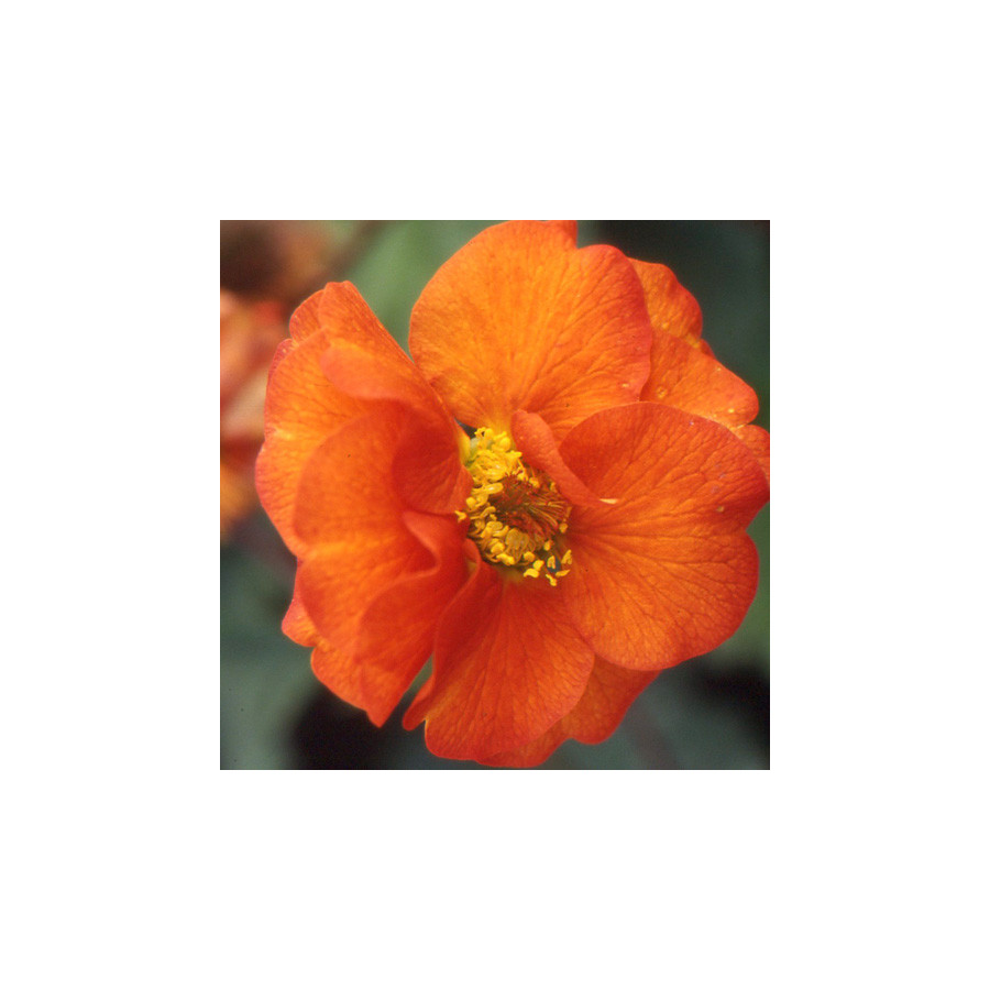 Plantes Vivaces GEUM 'Fire Opal' - Benoîte en vente - Pépinière Lepage .
