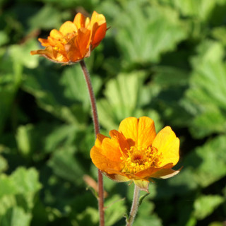 plantes-vivaces-geum-georgenberg-benoite-en-vente-pepiniere-lepage-
