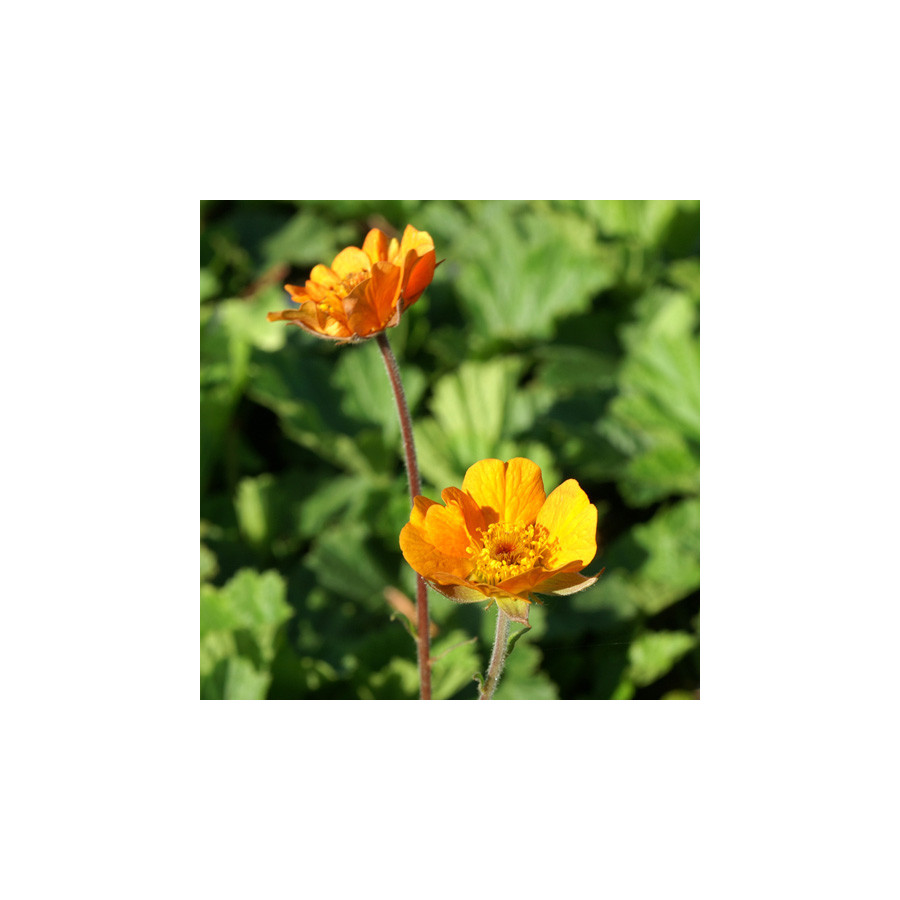 Plantes Vivaces GEUM 'Georgenberg' - Benoîte en vente - Pépinière Lepage .