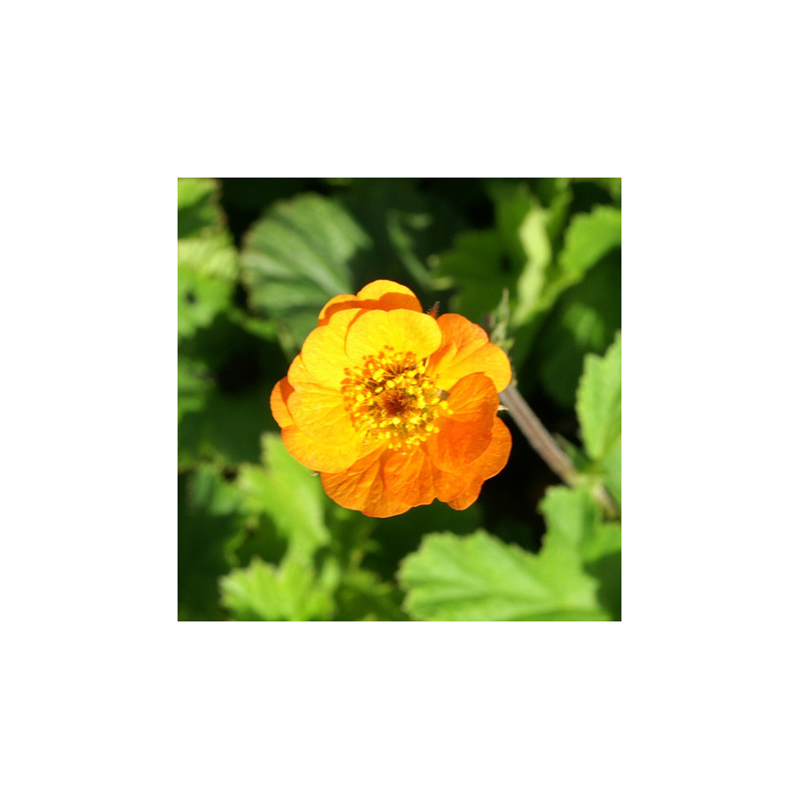 Plantes Vivaces GEUM 'Georgenberg' - Benoîte en vente - Pépinière Lepage .