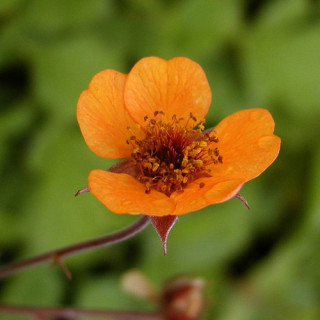 plantes-vivaces-geum-prinses-juliana-benoite-en-vente-pepiniere-lepage-