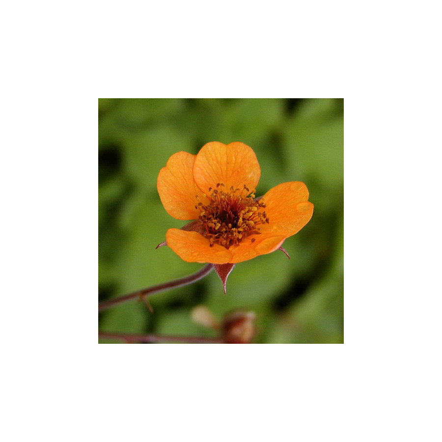 Plantes Vivaces GEUM 'Prinses Juliana' - Benoîte en vente - Pépinière Lepage .