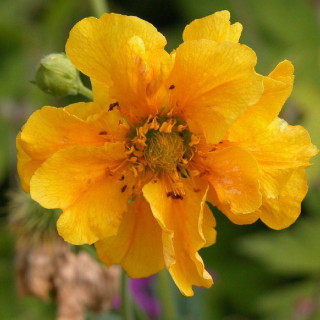 plantes-vivaces-geum-chiloense-lady-stratheden-benoite-en-vente-pepiniere-lepage-