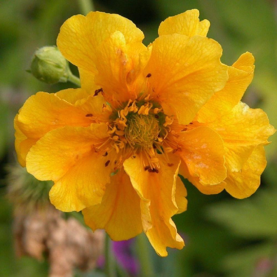 Plantes Vivaces GEUM chiloense 'Lady Stratheden' - Benoîte en vente - Pépinière Lepage .