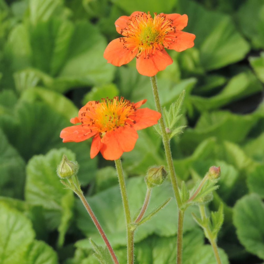 Plantes Vivaces GEUM coccineum 'Borisii' - Benoîte en vente - Pépinière Lepage .