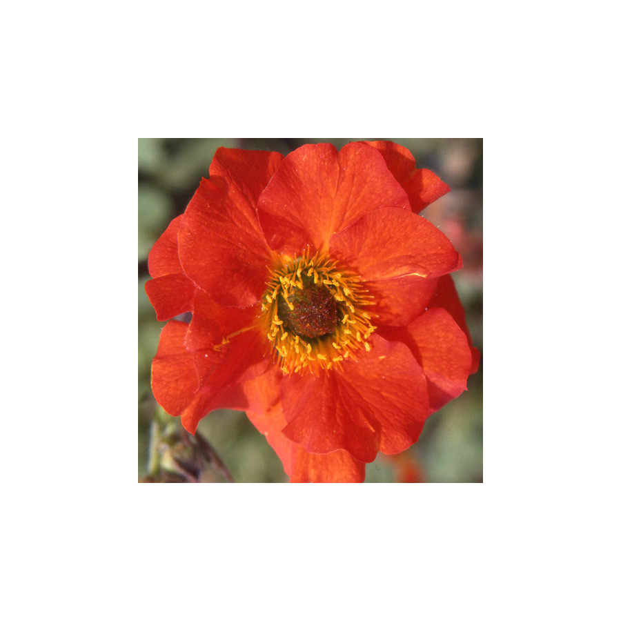Plantes Vivaces GEUM coccineum 'Red Wings' - Benoîte en vente - Pépinière Lepage .