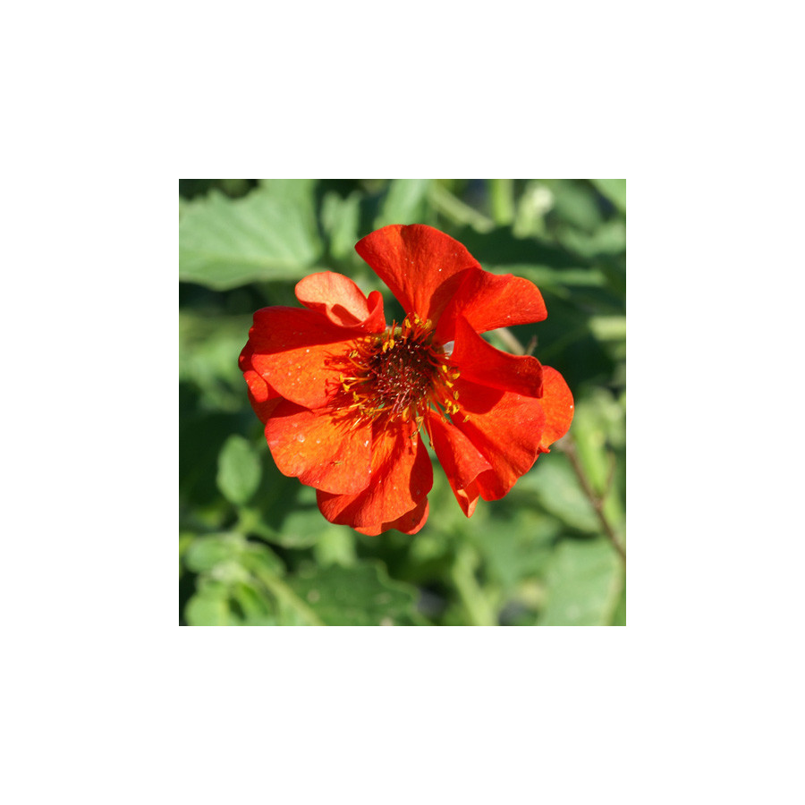 Plantes Vivaces GEUM coccineum 'Red Wings' - Benoîte en vente - Pépinière Lepage .
