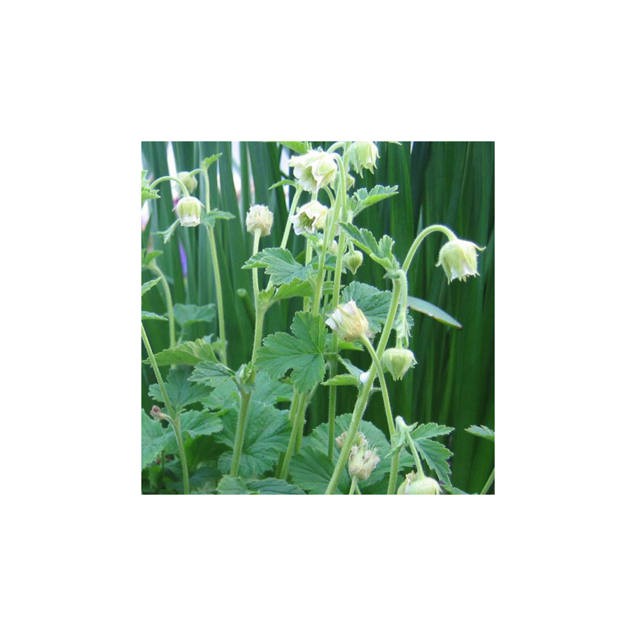 Plantes Vivaces GEUM rivale 'Album' - Benoîte des ruisseaux en vente - Pépinière Lepage .