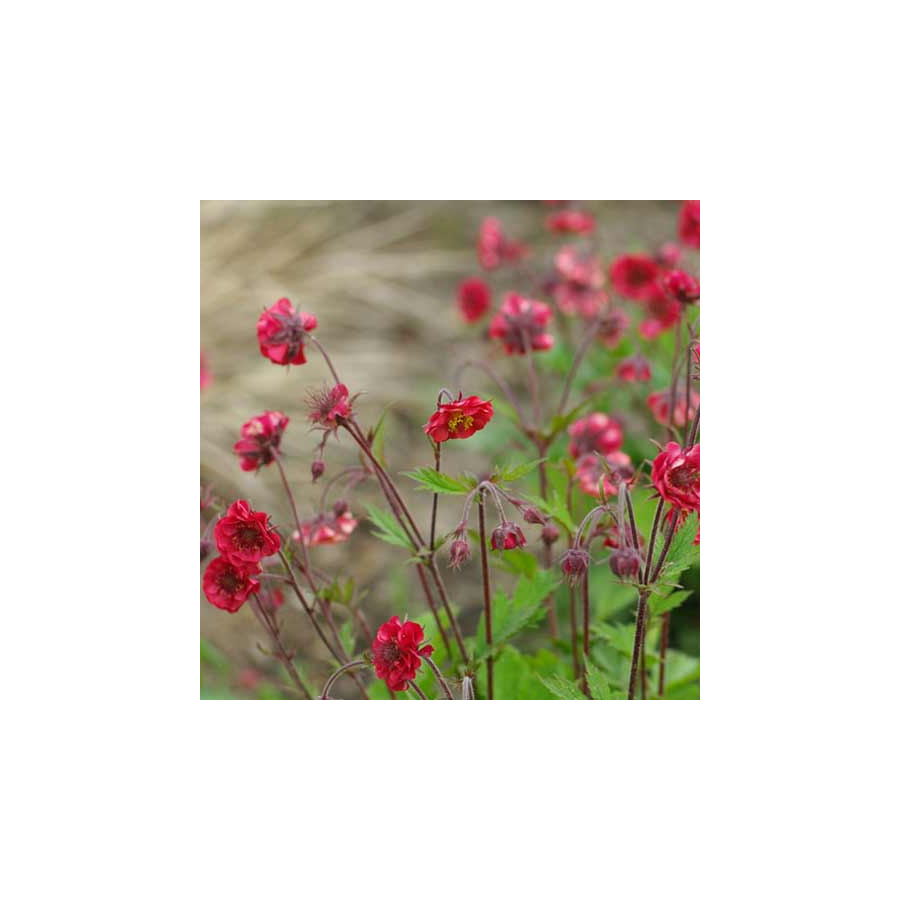 plantes-vivaces-geum-rivale-flames-of-passion-R-benoite-des-ruisseaux-en-vente-pepiniere-lepage-