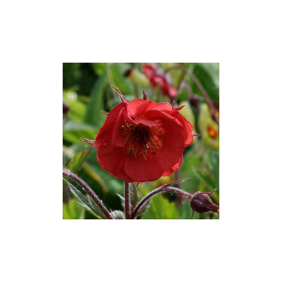 plantes-vivaces-geum-rivale-flames-of-passion-R-benoite-des-ruisseaux-en-vente-pepiniere-lepage-