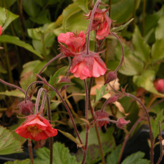 plantes-vivaces-geum-rivale-leonard-s-variety-benoite-des-ruisseaux-en-vente-pepiniere-lepage-