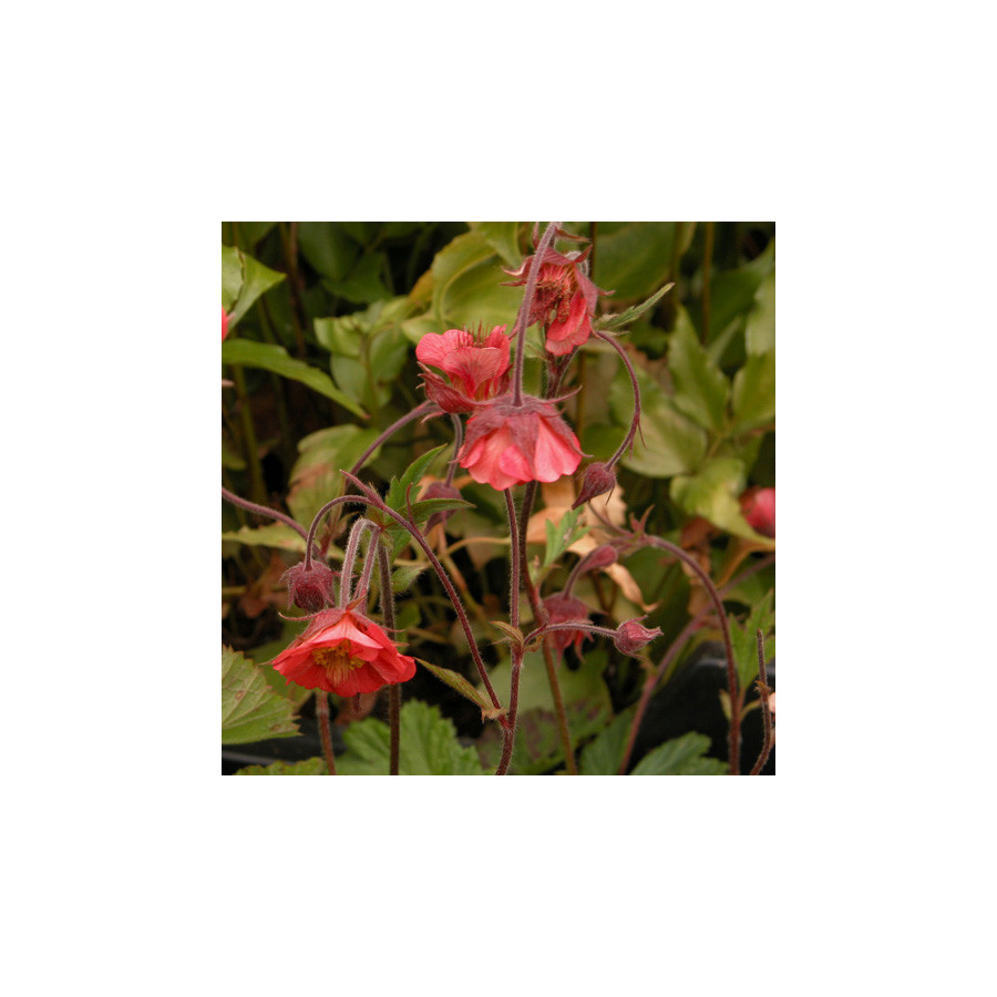 Plantes Vivaces GEUM rivale 'Leonard's Variety' - Benoîte des ruisseaux en vente - Pépinière Lepage .