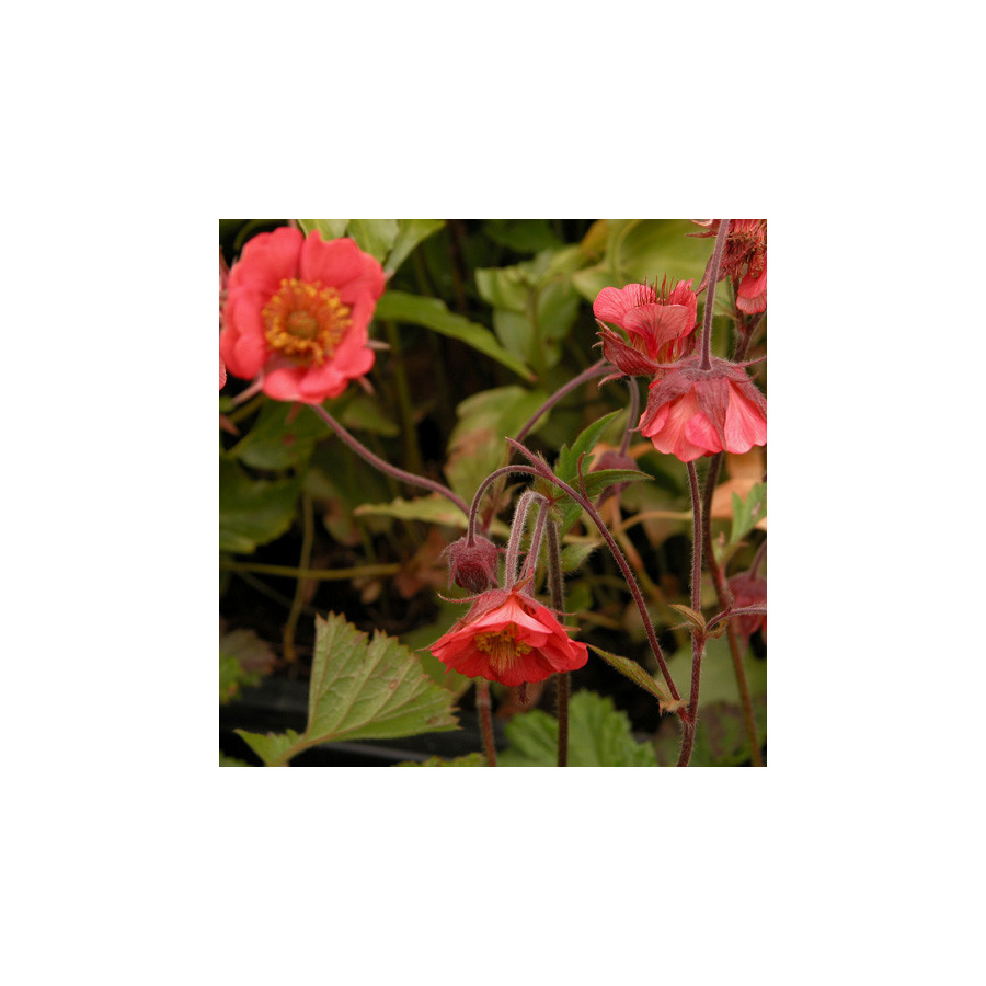 Plantes Vivaces GEUM rivale 'Leonard's Variety' - Benoîte des ruisseaux en vente - Pépinière Lepage .