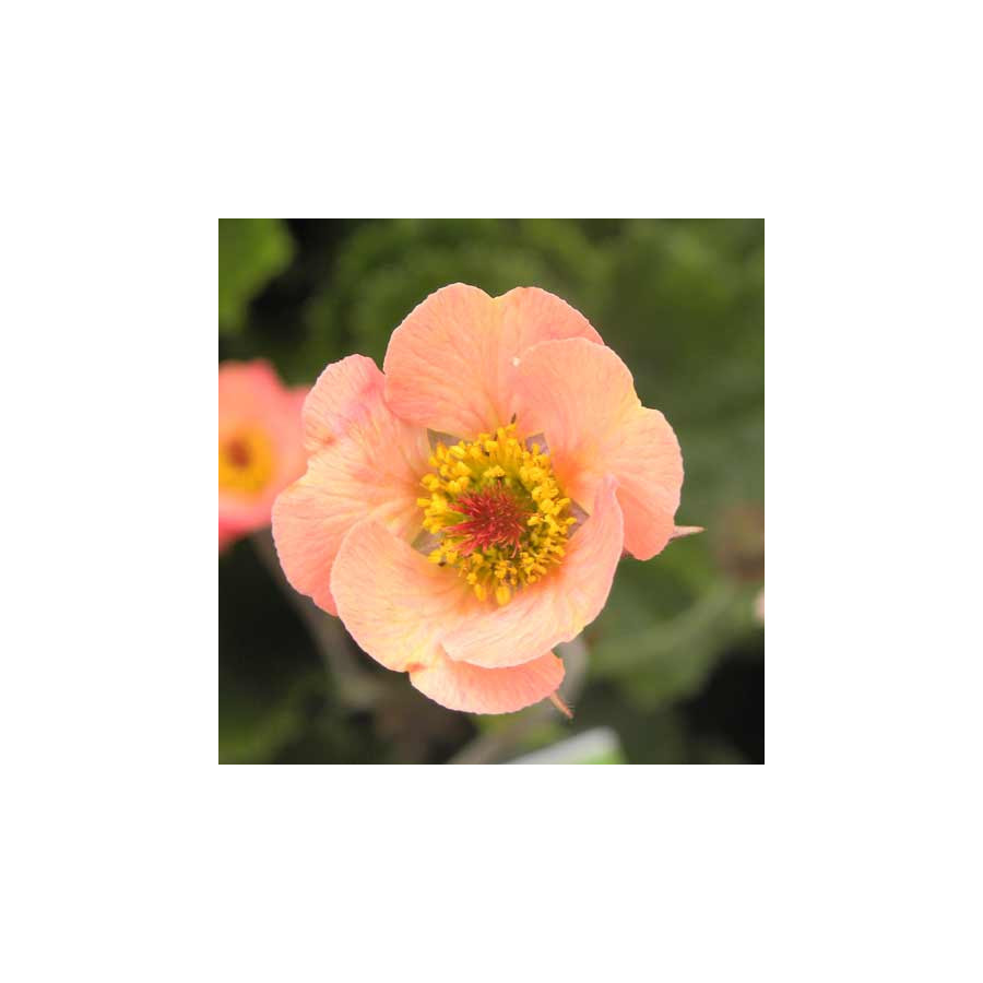 Plantes Vivaces GEUM rivale 'Mai Tai' ® - Benoîte des ruisseaux en vente - Pépinière Lepage .