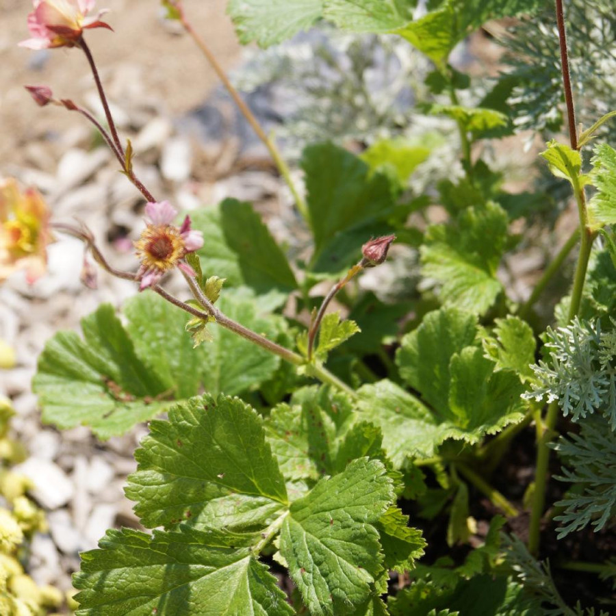 Plantes Vivaces GEUM rivale 'Mai Tai' ® - Benoîte des ruisseaux en vente - Pépinière Lepage .