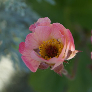 Plantes Vivaces GEUM rivale 'Mai Tai' ® - Benoîte des ruisseaux en vente - Pépinière Lepage .