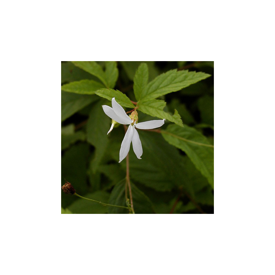 Plantes Vivaces GILLENIA trifoliata - Spirée à trois feuilles en vente - Pépinière Lepage .