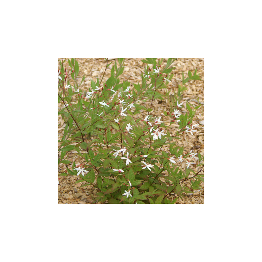 Plantes Vivaces GILLENIA trifoliata - Spirée à trois feuilles en vente - Pépinière Lepage .