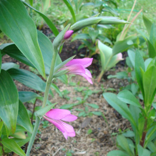 plantes-vivaces-gladiolus-communis-ssp-byzantinus-glaieul-de-byzance-en-vente-pepiniere-lepage-