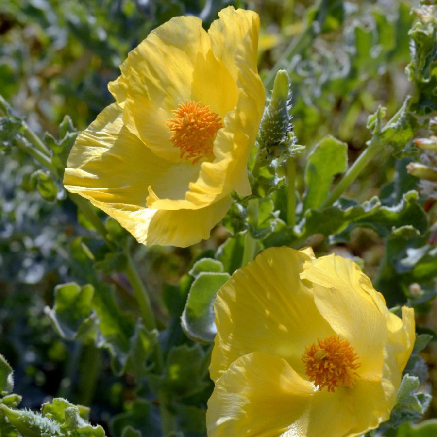 Plantes Vivaces GLAUCIUM flavum en vente - Pépinière Lepage .