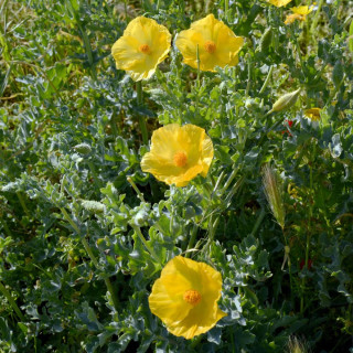 Plantes Vivaces GLAUCIUM flavum en vente - Pépinière Lepage .