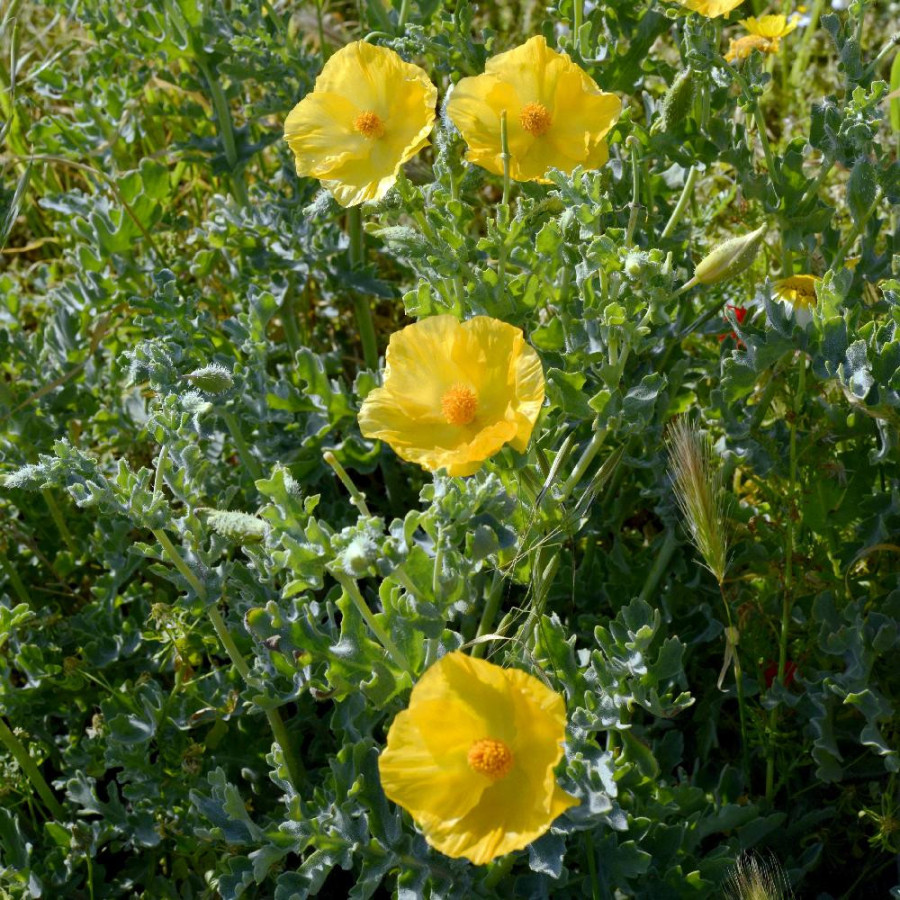 Plantes Vivaces GLAUCIUM flavum en vente - Pépinière Lepage .