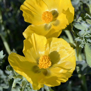 Plantes Vivaces GLAUCIUM flavum en vente - Pépinière Lepage .