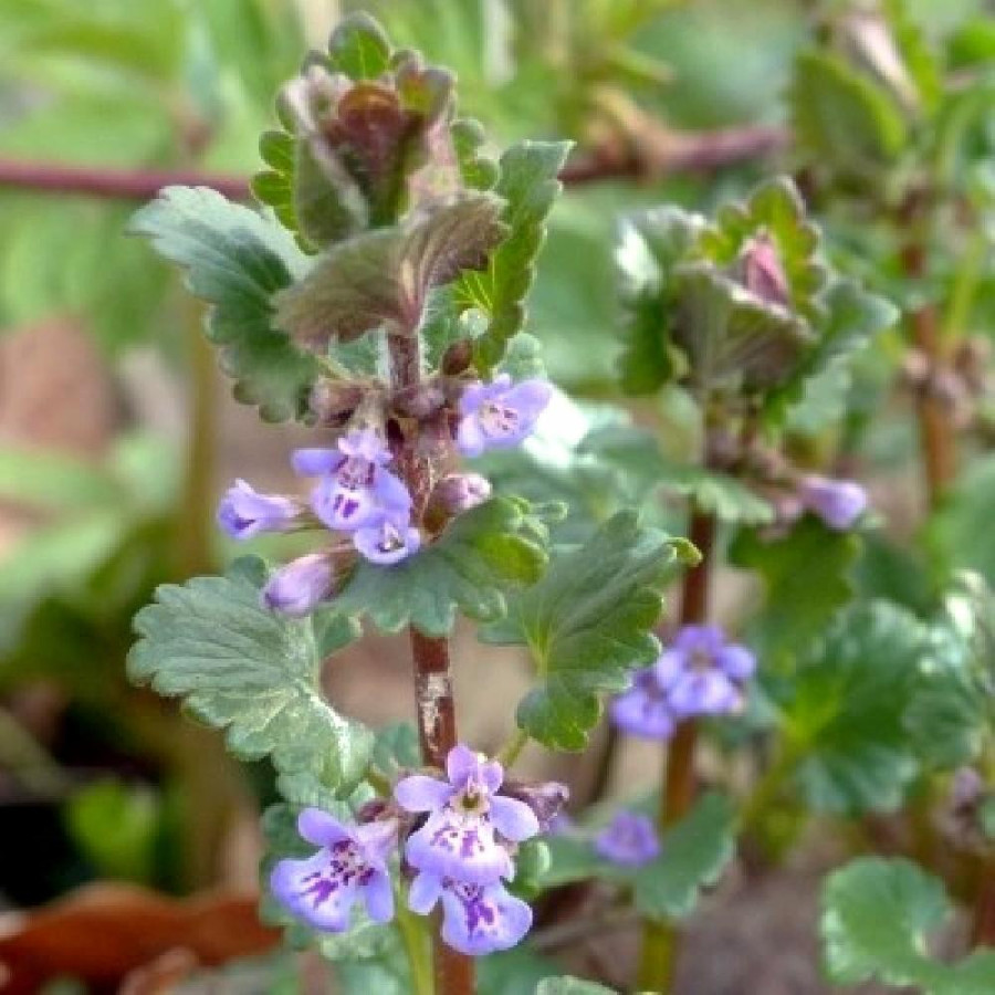 Plantes Vivaces GLECHOMA hederacea - Lierre terrestre en vente - Gléchome faux-lierre en vente - Pépinière Lepage .