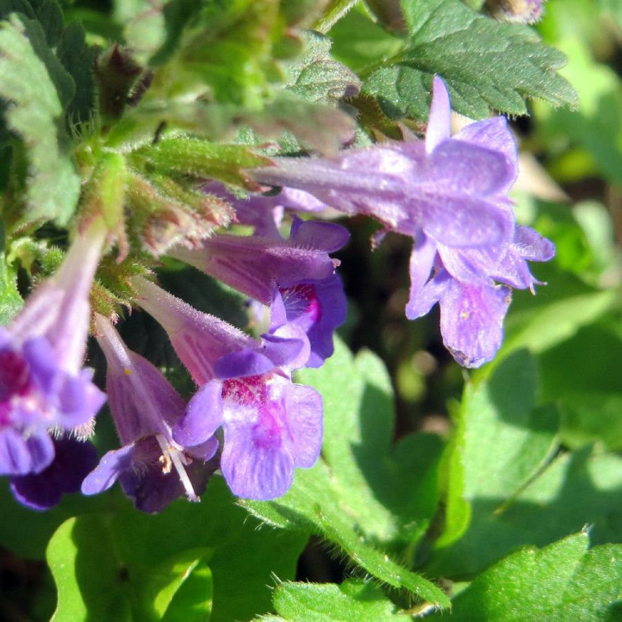 Plantes Vivaces GLECHOMA hederacea - Lierre terrestre en vente - Gléchome faux-lierre en vente - Pépinière Lepage .
