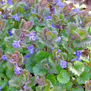 Plantes Vivaces GLECHOMA hederacea - Lierre terrestre en vente - Gléchome faux-lierre en vente - Pépinière Lepage .
