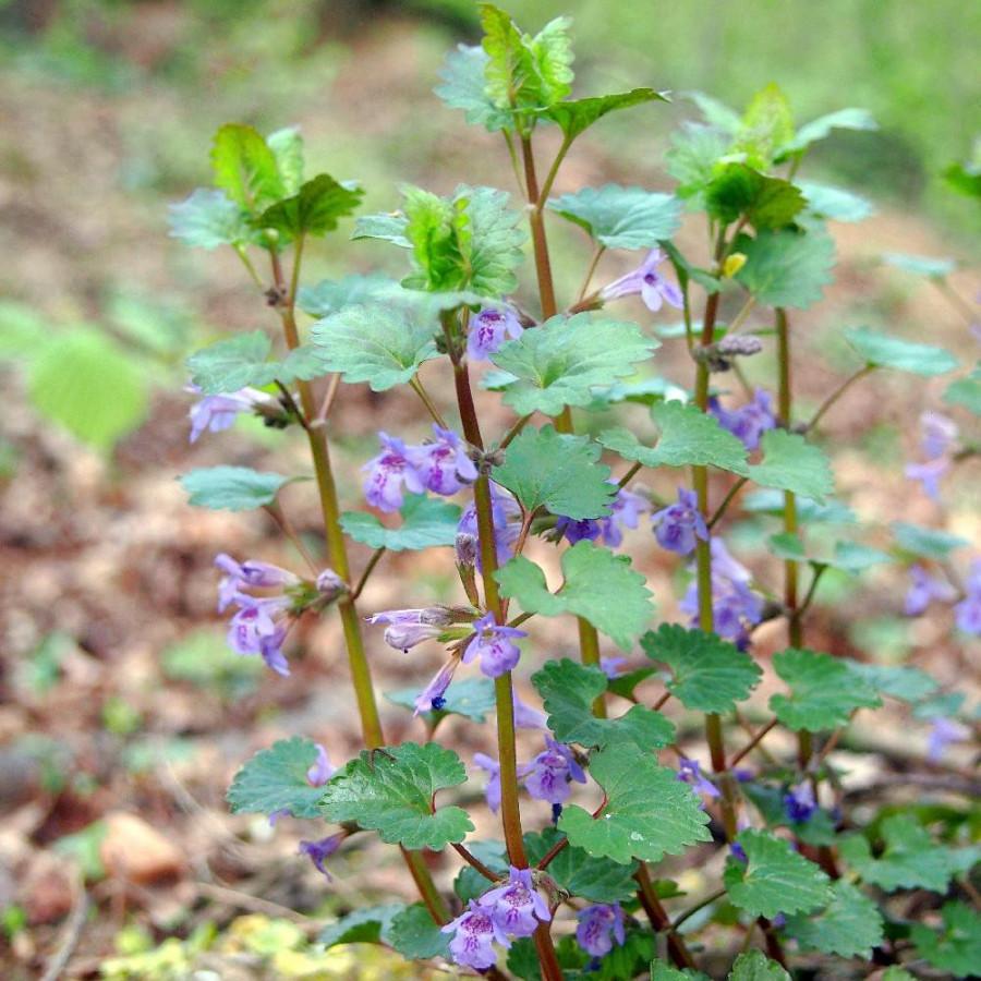 Plantes Vivaces GLECHOMA hederacea - Lierre terrestre en vente - Gléchome faux-lierre en vente - Pépinière Lepage .