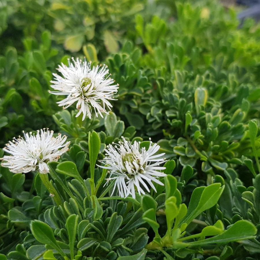 Plantes Vivaces GLOBULARIA cordifolia 'Alba' - Globulaire en vente - Pépinière Lepage .