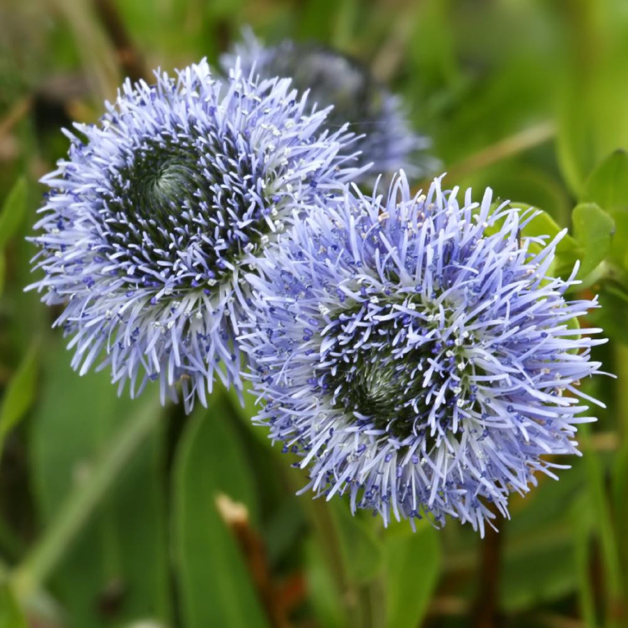 GLOBULARIA punctata