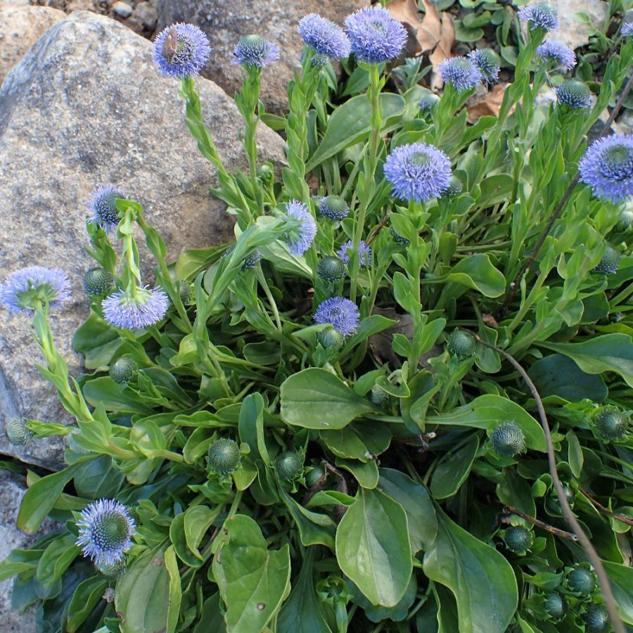 GLOBULARIA punctata