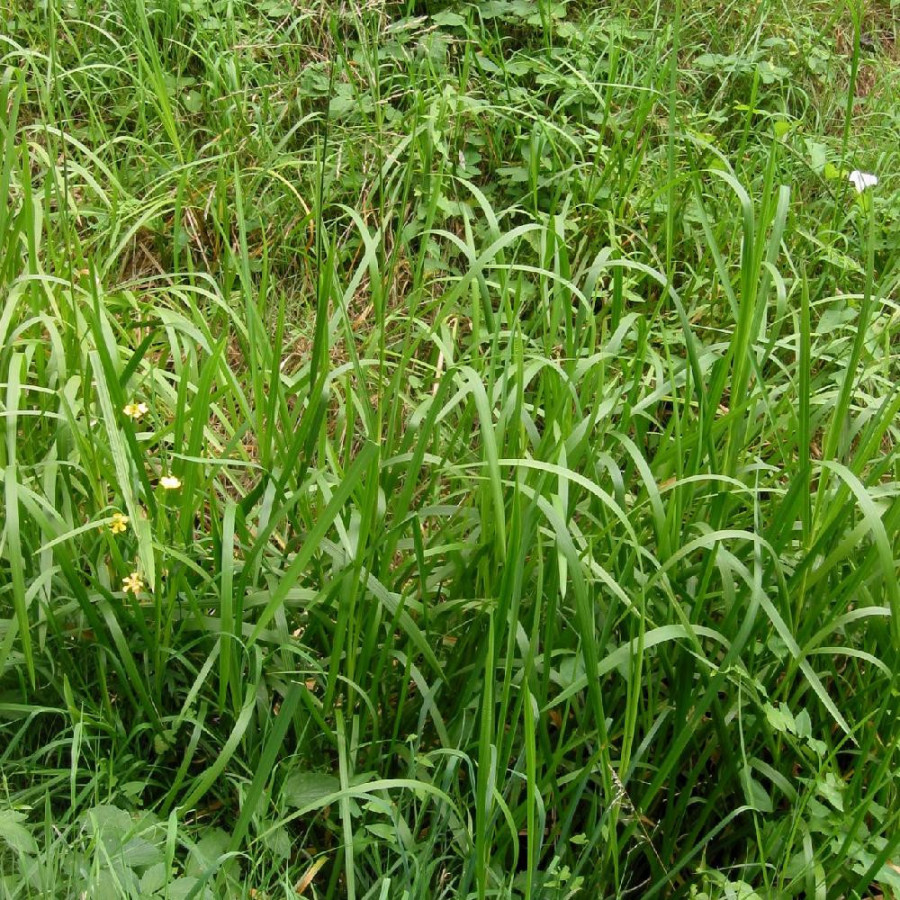 plantes-vivaces-glyceria-maxima-en-vente-pepiniere-lepage-