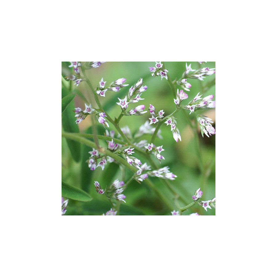 Plantes Vivaces GONIOLIMON tataricum - Statice en vente - Pépinière Lepage .