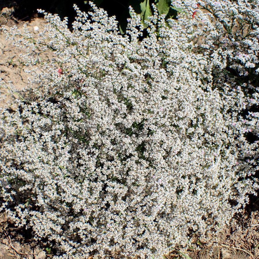 Plantes Vivaces GONIOLIMON tataricum - Statice en vente - Pépinière Lepage .