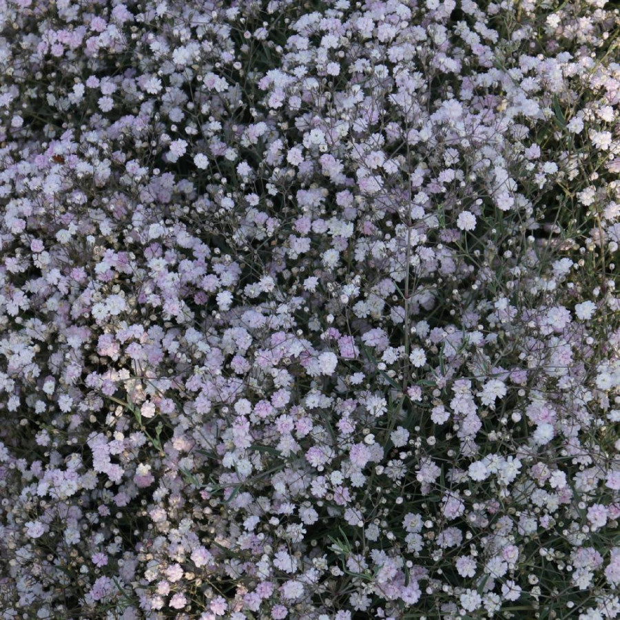 Plantes Vivaces GYPSOPHILA 'Rosenschleier' - Gypsophile en vente - Pépinière Lepage .