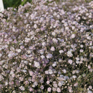 Plantes Vivaces GYPSOPHILA 'Rosenschleier' - Gypsophile en vente - Pépinière Lepage .