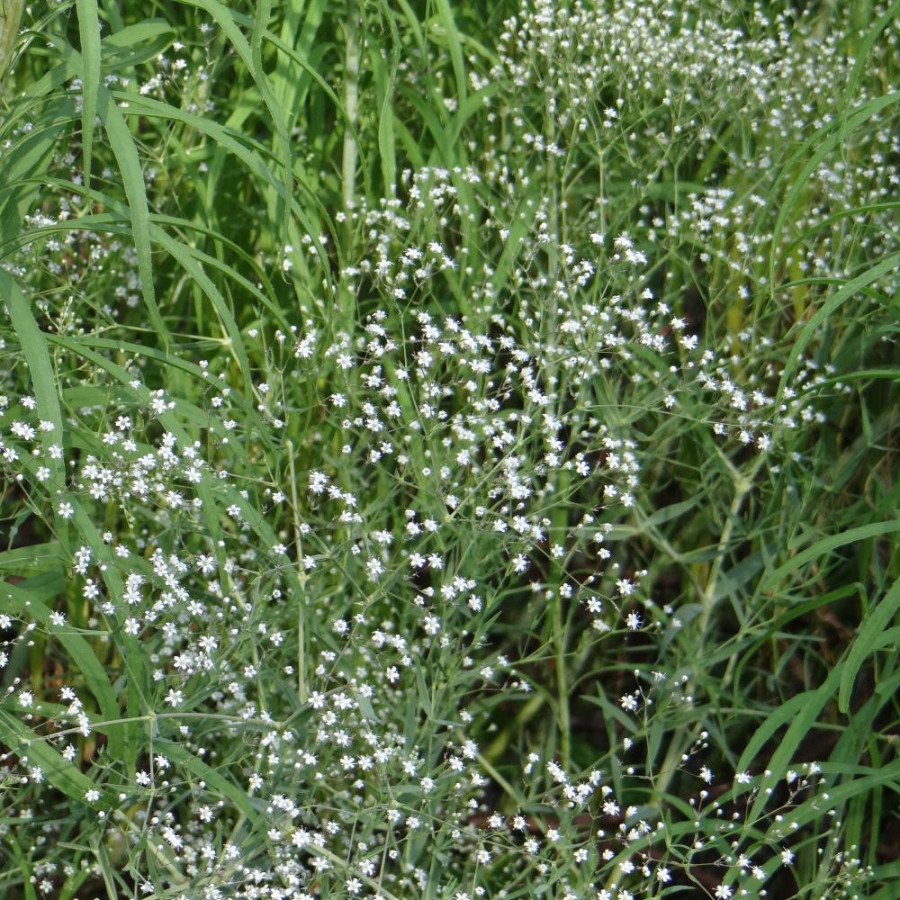 Plantes Vivaces GYPSOPHILA paniculata - Gypsophile paniculée en vente - Pépinière Lepage .