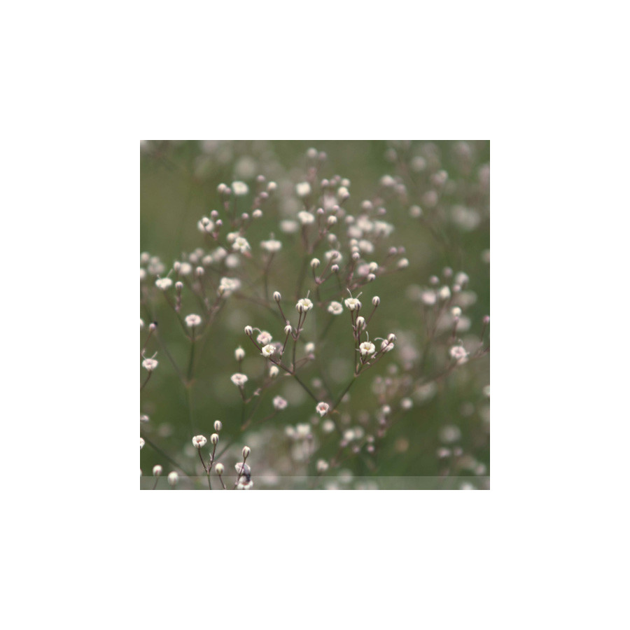 Plantes Vivaces GYPSOPHILA paniculata - Gypsophile paniculée en vente - Pépinière Lepage .