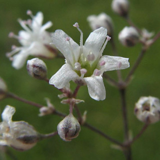 Plantes Vivaces GYPSOPHILA paniculata - Gypsophile paniculée en vente - Pépinière Lepage .