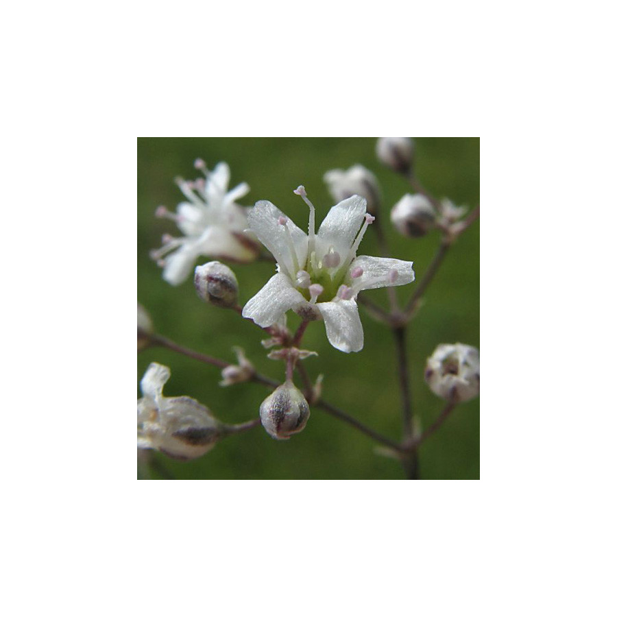 Plantes Vivaces GYPSOPHILA paniculata - Gypsophile paniculée en vente - Pépinière Lepage .