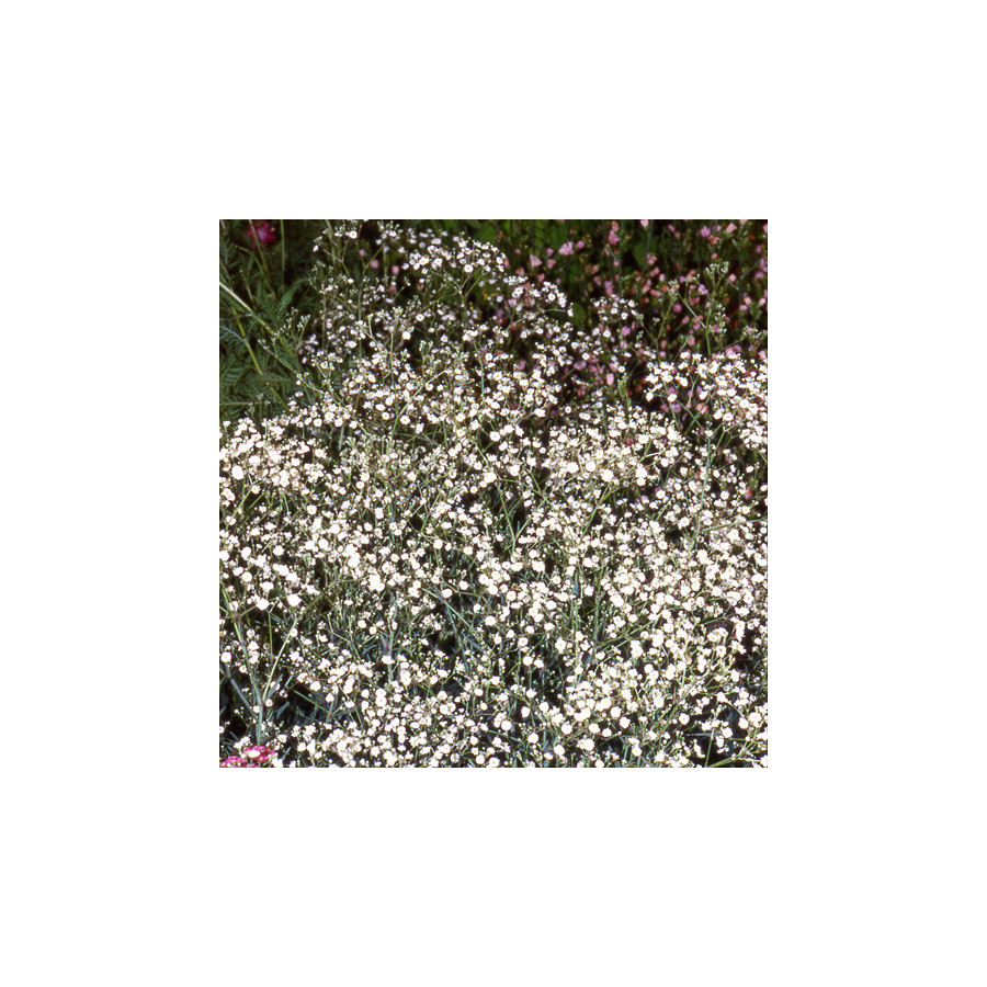 Plantes Vivaces GYPSOPHILA paniculata 'Bristol Fairy' - Gypsophile paniculée en vente - Pépinière Lepage .