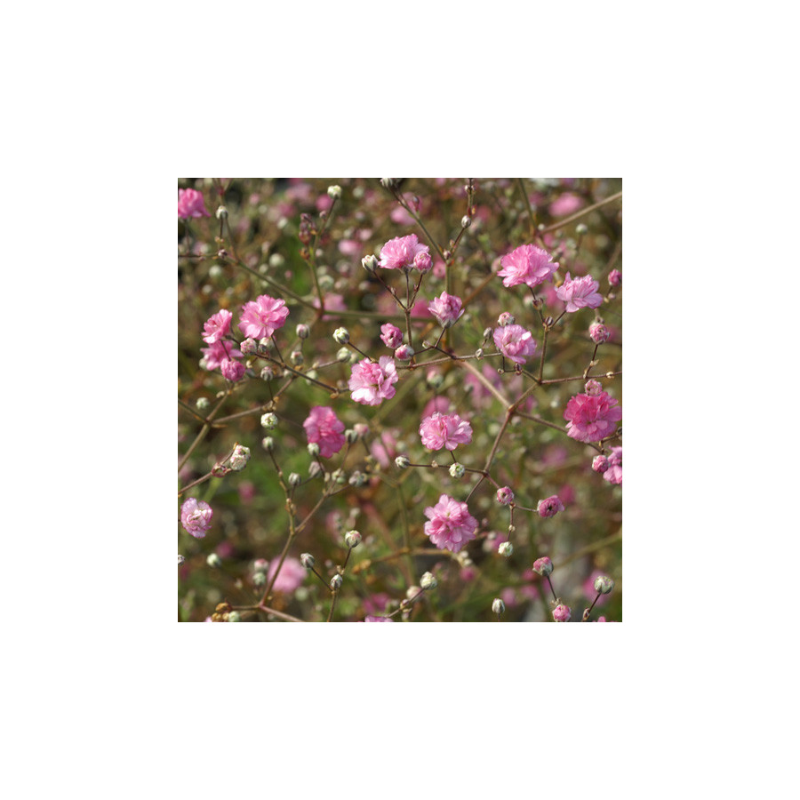Plantes Vivaces GYPSOPHILA paniculata 'Flamingo' - Gypsophile paniculée en vente - Pépinière Lepage .
