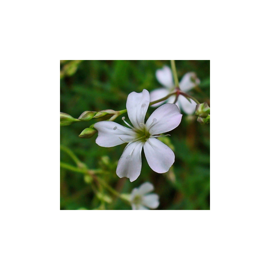 Plantes Vivaces GYPSOPHILA repens - Gypsophile rampante en vente - Pépinière Lepage .