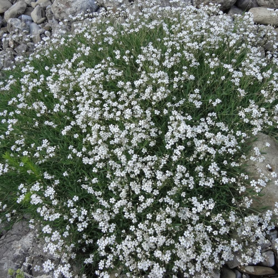 Plantes Vivaces GYPSOPHILA repens - Gypsophile rampante en vente - Pépinière Lepage .