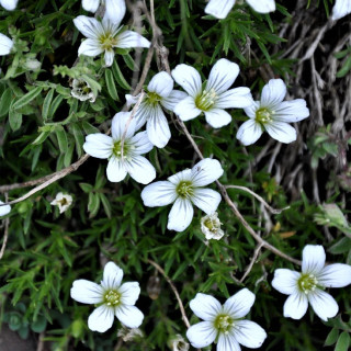 Plantes Vivaces GYPSOPHILA repens - Gypsophile rampante en vente - Pépinière Lepage .